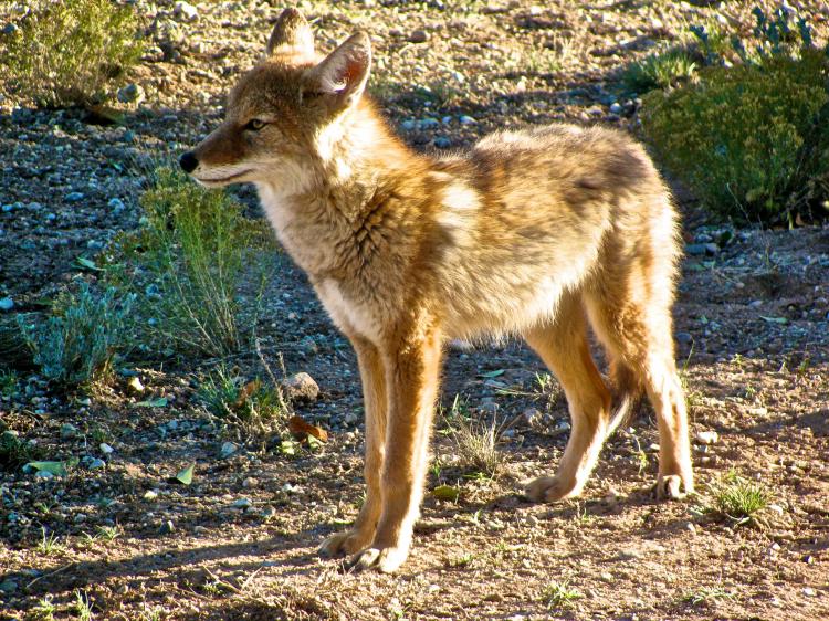 Coyote pup 016